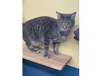 Adopt Zipper a Domestic Short Hair