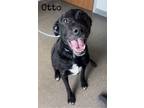 Adopt Otto a Black Labrador Retriever