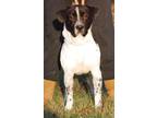 Adopt Domino a Pointer