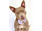 Adopt Joker a Pit Bull Terrier, Mixed Breed