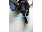 Adopt Rocco Taco a Catahoula Leopard Dog, Pit Bull Terrier