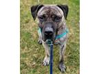 Adopt PeeWee a Presa Canario