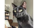 Adopt Cosmo a Domestic Short Hair