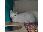 Adopt Sheldon a Domestic Short Hair