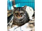 Adopt Fred Purrst a Domestic Short Hair