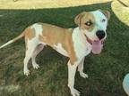 Adopt Mando a Great Dane, Pit Bull Terrier