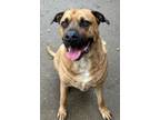 Adopt Chief a Mastiff