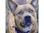 Adopt Silly Billy a Pit Bull Terrier, Mixed Breed