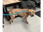 Adopt Kilo a Pit Bull Terrier