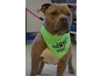 Adopt Titus a Pit Bull Terrier