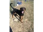 Adopt Moose a Doberman Pinscher