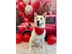 Adopt Casper a Siberian Husky