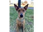 Adopt Jerry a Mixed Breed