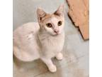 Adopt CORAL a Domestic Shorthair / Mixed (short coat) cat in Battle Creek