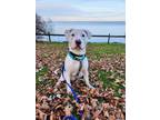 Adopt Rudy a Pit Bull Terrier