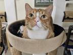 Adopt Gin a Domestic Short Hair