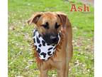 Adopt ASH a Black Mouth Cur, Labrador Retriever