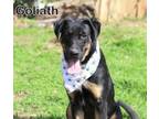 Adopt GOLIAH a German Shepherd Dog, Labrador Retriever