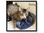 Adopt Stormy a Domestic Short Hair