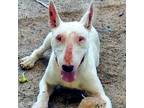 Adopt Byron a Bull Terrier