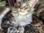 Purebred Maine Coon Boy Dunkan Available Today