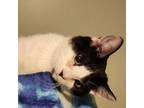 Adopt Eight a Domestic Short Hair