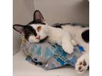 Adopt Seven a Domestic Short Hair