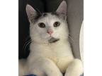Adopt Buck *in Foster* a Domestic Short Hair