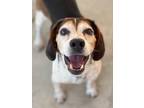 Adopt Miles a Beagle