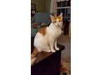 Adopt Finnegan a Domestic Short Hair