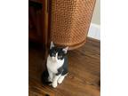 Adopt Georgie, bonded with Bluey a Domestic Short Hair