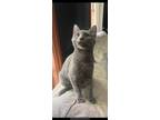 Adopt Bluey, bonded with Georgie a Domestic Short Hair