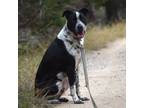 Adopt Oakley a Australian Cattle Dog / Blue Heeler, Border Collie