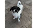 Adopt Einstein a Poodle, Wirehaired Terrier