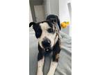 Adopt Junior a American Staffordshire Terrier, Mixed Breed