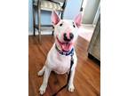 Adopt Axle a Bull Terrier