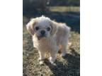 Adopt Baymax a Poodle, Mixed Breed