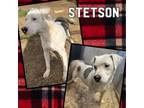 Adopt Stetson a Mixed Breed