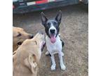 Adopt Manchas a Border Collie