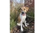 Adopt Duke a Black Mouth Cur, Parson Russell Terrier