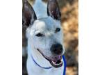 Adopt Ghost a Australian Cattle Dog / Blue Heeler