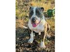 Adopt Gray a Pit Bull Terrier