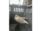 Adopt Snow a Pigeon