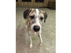 Adopt Tramp a Mixed Breed