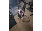 Adopt Koda a Siberian Husky, German Shepherd Dog