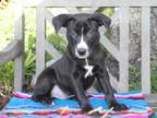 Adopt Toby a Pit Bull Terrier, Black Labrador Retriever