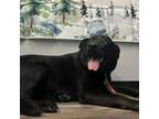 Adopt Coal a Black Labrador Retriever, German Shepherd Dog