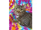 Adopt STELLA a American Shorthair