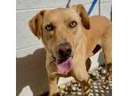 Adopt Electra *Courtesy Post* a Labrador Retriever