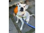 Adopt Piper a Dalmatian, American Staffordshire Terrier